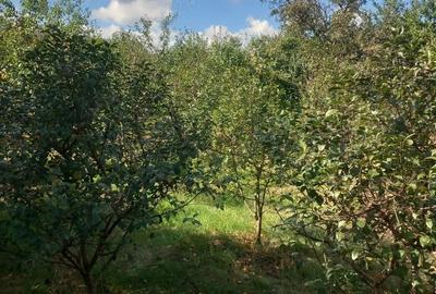 Casă cu Teren 5000 Mp în Sulița - 2