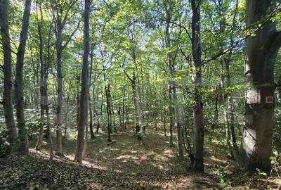 Teren la liziera padurii Faget - 6