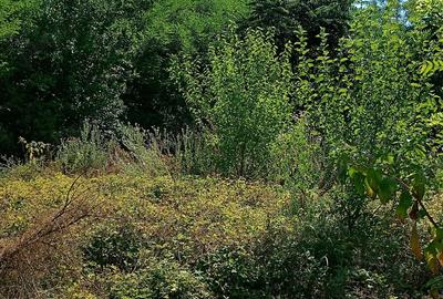 Casa demolabila cu teren 2500 mp sat Plevna com Lup?anu Calara?i apa curent 15000 Euro variante - 1