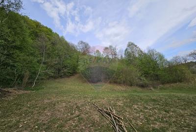 Teren superb, intravilan - la marginea padurii ! - 8