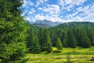 Teren în Zărnești - 5