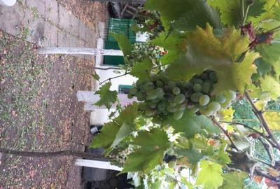 Casă cu 3 camere în Silistraru - 2