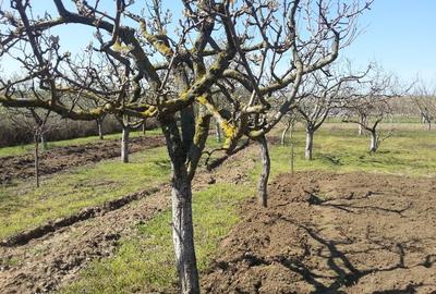Casă cu 3 camere în Bugeac - 6