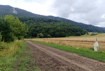De vanzare - Teren intravilan pentru constructii – 16.500 mp / 0% comision - 6