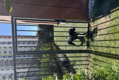 Apartament cu 3 camera + gradina cu vedere la padure - 11