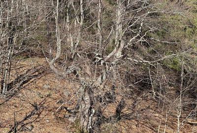 Teren intravilan 2500 mp Fundata la 15 km de zona Bran-Moeciu - 5