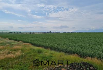 Casă individuală cu 4 camere cu Teren 486 Mp în Șura Mică - 6