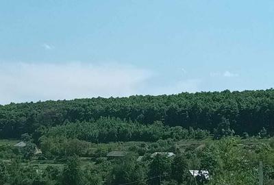 Teren de 1200 mp, în Humulești - 1