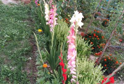 Casa batraneasca si teren - 8