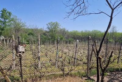 Casă cu 5 camere cu Teren 3937 Mp în Ianca - 3
