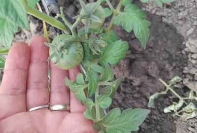 Teren (curte ingradita)de inchiriat 1200mp Cristian - 3