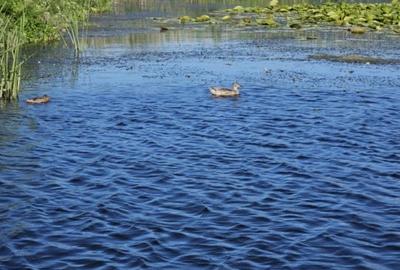 Teren intravilan in Delta Dunarii, C.A. Rosetti - Cardon - 17