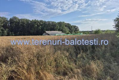 Teren ieftin la liziera padurii Balotesti, 350mp
