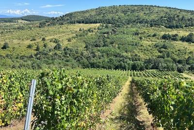 Vie de 115 Hectare în satul Dud, județul Arad - 3