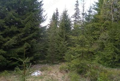 Teren de 653 mp, în Muntele Băișorii - 4