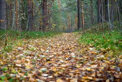 Teren extravilan de 60000 mp, în Asău - 1