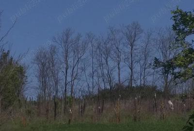 Vanzare Casa in Sat Romanesti - 3