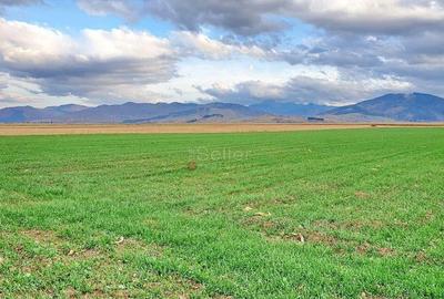 Teren extravilan Tarlungeni - 5