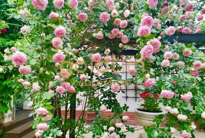 IANCU NICOLAE/ GRADINA SUPERBA/LOCURI DE PARCARE/SPATII GENEROASE - 57