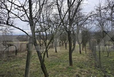 Teren de 1996 mp, în Viile Satu Mare - 6