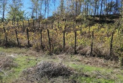 Casă cu Teren 1550 Mp în Somova - 2