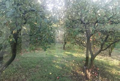 Casă cu 3 camere cu Teren 1840 Mp în Central - 2