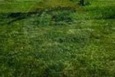 Teren intravilan in Pecica - 1