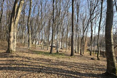 Teren cu sufrafata de 1100 mp in Padurea Faget - 10