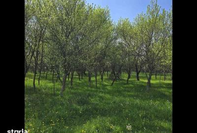 Teren de 6000 mp, în Gurasada - 5