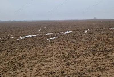 Teren de 2500 mp, în Malu Mare - 1