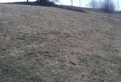 Teren de 11606 mp, în Vișagu - 3