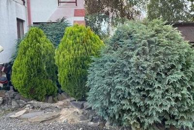 Casă individuală cu 6 camere cu Teren 1364 Mp în Ocna Șugatag - 4