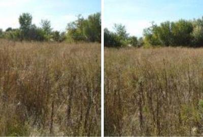 Teren de 613 mp, în Brânceni - 1