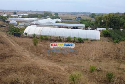 Solare Flori si Legume - Bujori - 2