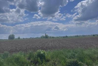 Teren extravilan, 7800mp, Burla - 2