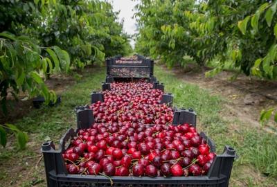 Livada ta de cireșe te așteaptă! 1,5 ha cu peste 400 de copaci maturi – producți - 1