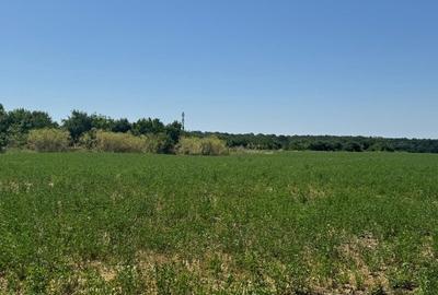 Vanzare Teren construibil 2600mp Gneasa - 8