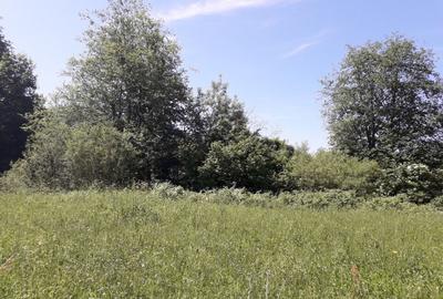 Teren Rusca  - Caras Severin - 1