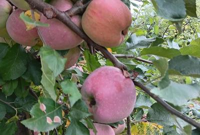 Teren de 1000 mp, în Berchez - 7