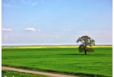 Teren de 1621 mp, în Vasilați - 9