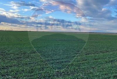 De vanzare Teren agricol 10.800 mp Gruiu / IF - 7