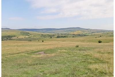 Teren Sercaia  250 ha - 8