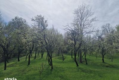 Teren de 12000 mp, în Ghioșești - 7