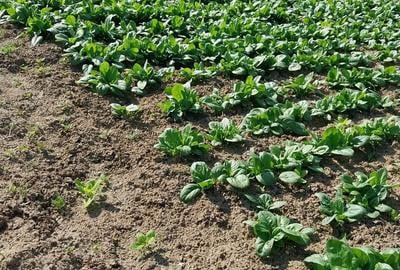 Casă în Recaș - 6