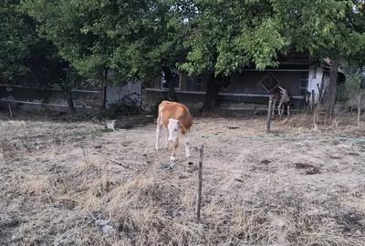 Casa la Tara de Vanzare - 4