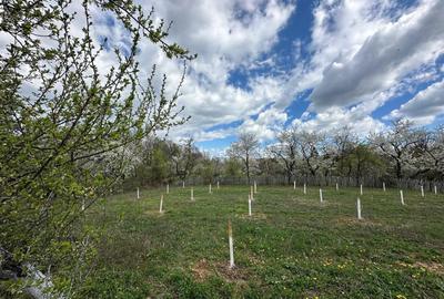 Spațiu comercial, în Dănicei - 7