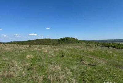 Teren de 480000 mp, în Prunișor - 7