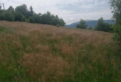 Teren de 10000 mp, în Avram Iancu - 1