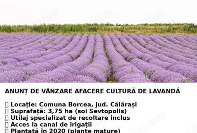 De vanzare plantatie de lavanda - 3