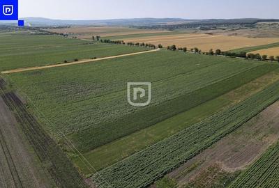 Teren - Orășeni Deal, Curtești | BOTOȘANI | 10.000mp - 2